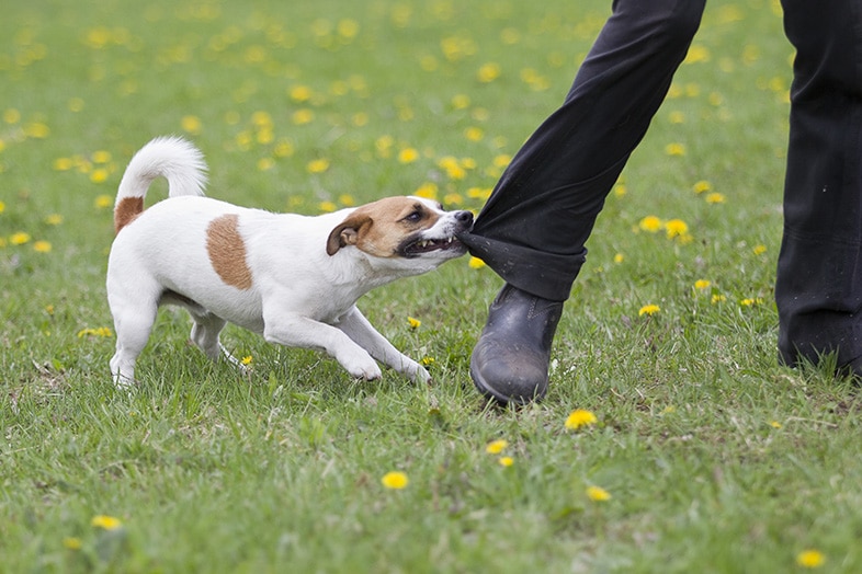 Jack Russell Terrier biting the pants leg of someone nearby