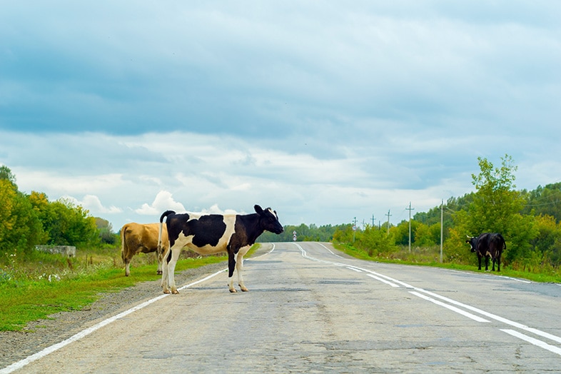 Cows on the road in Wisconsin, where they have the right-of-way