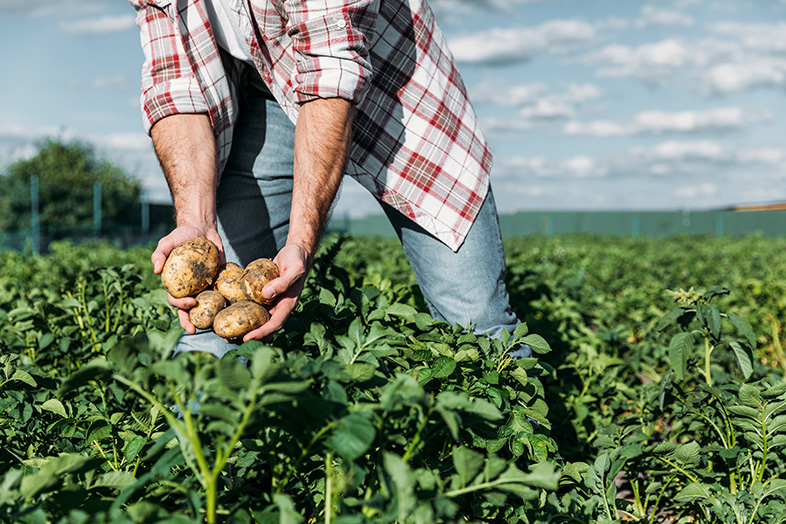 Farmer holding potatoes in a Wisconsin potato field