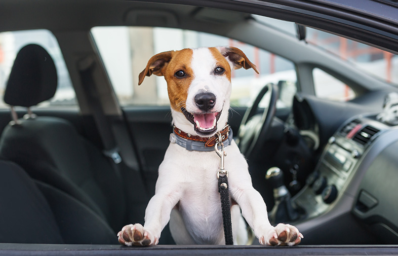 Jack Russell Terrier looking out the window of a car, lacking protection if the car is in an accident