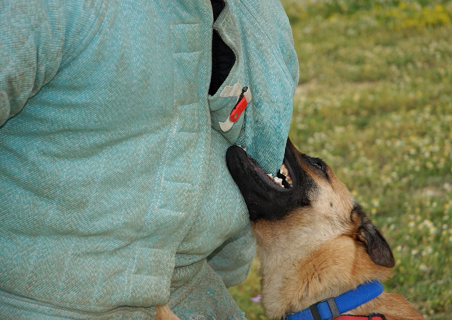 dog biting protective gear
