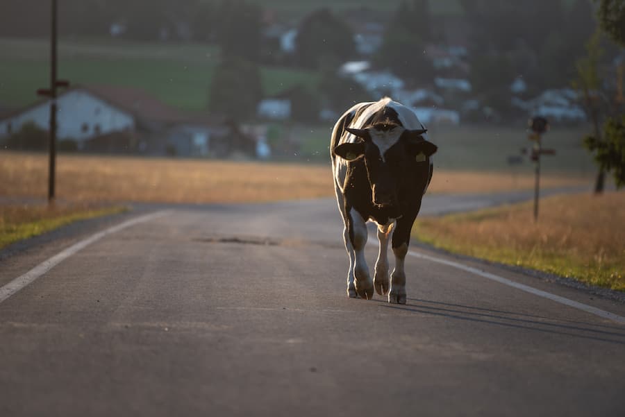 https://nicoletlaw.com/blog/livestock-gets-the-right-of-way-on-wisconsin-roads/