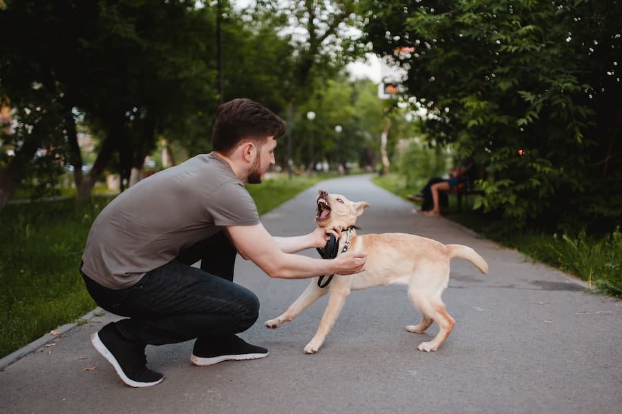 Fargo Dog Bite Lawyer