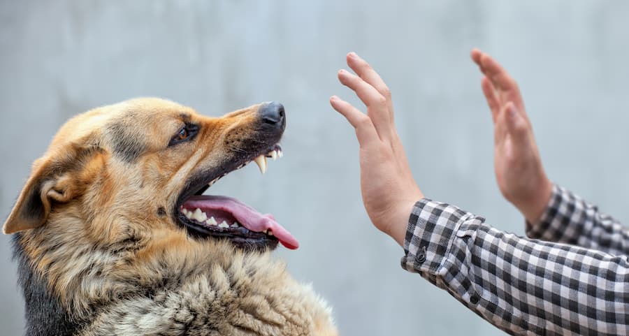  dog about to bite person