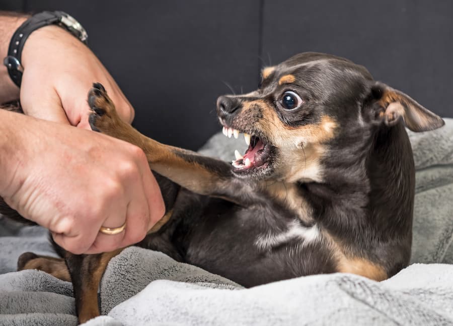 tiny angry dog about to bite