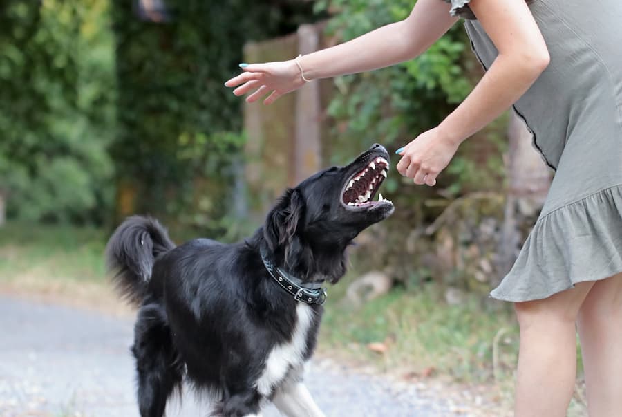 woman moving hands away from dog trying to bite