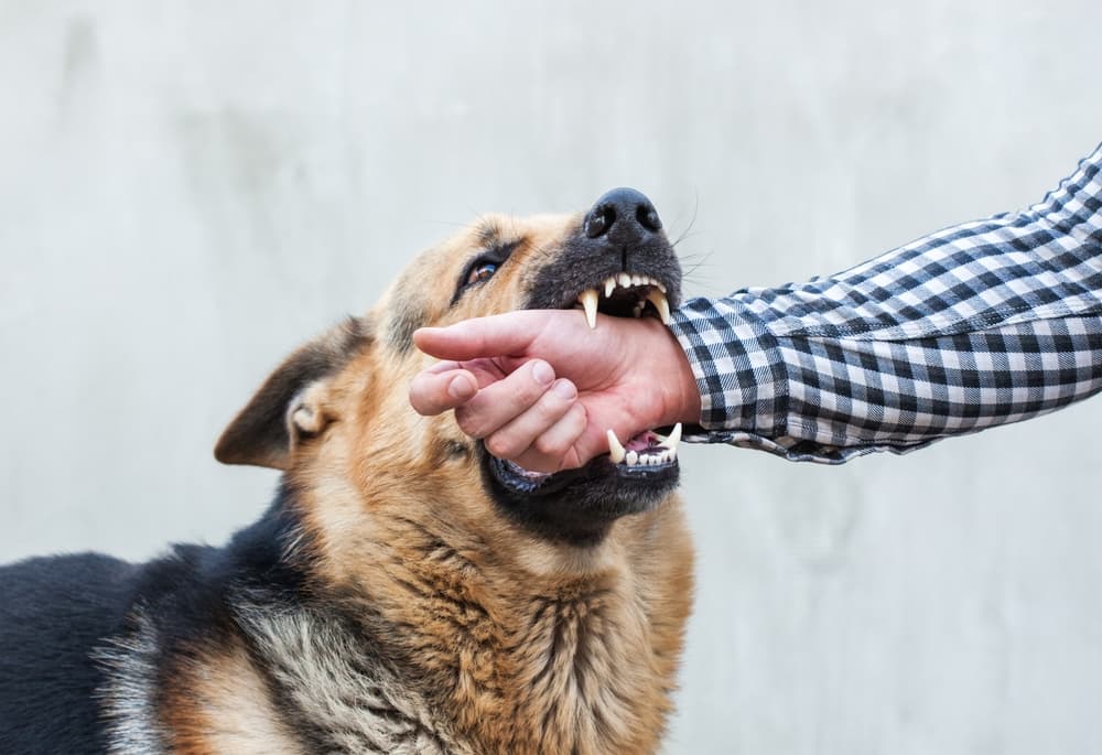 Superior Dog Bite Lawyer