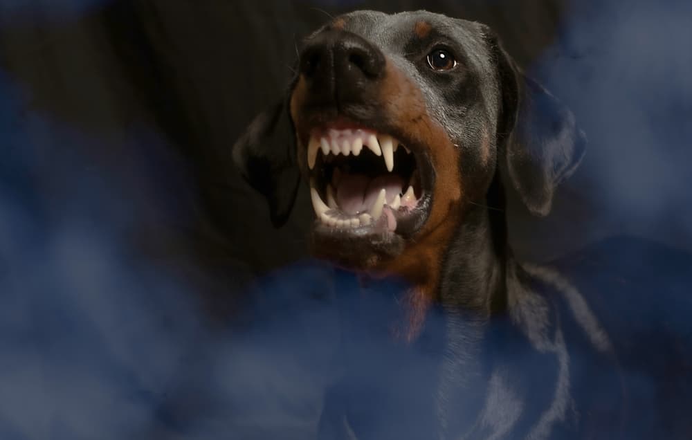 dog growling and showing teeth