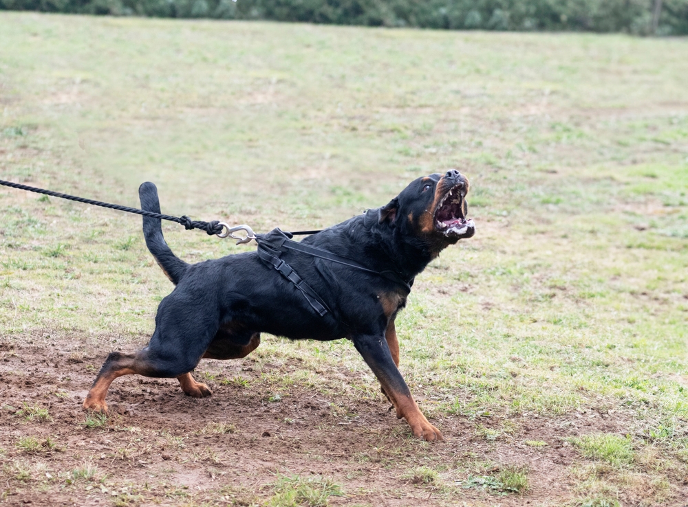 Learn if you can sue for a dog bite in Wisconsin and what compensation you may be entitled to.