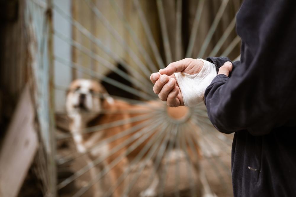 Steps involved in filing a dog bite claim in Wisconsin and how a lawyer can guide you through the process.