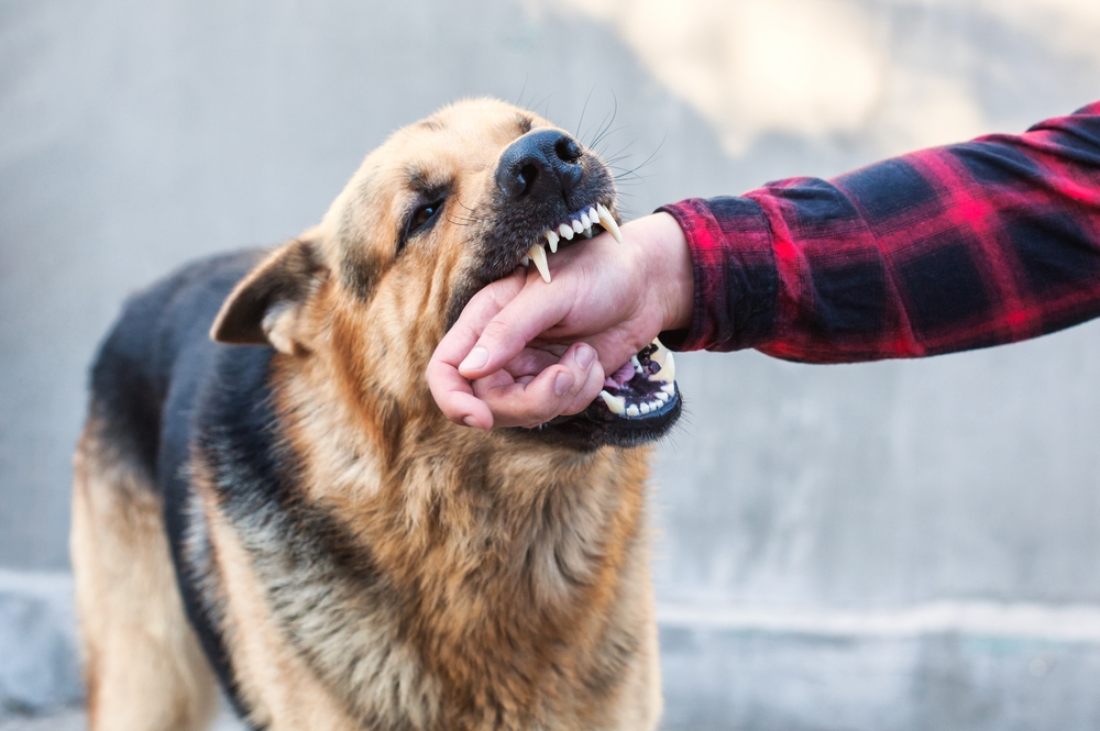 Timeline of a dog bite case in Milwaukee, from medical treatment to potential settlement or litigation steps.