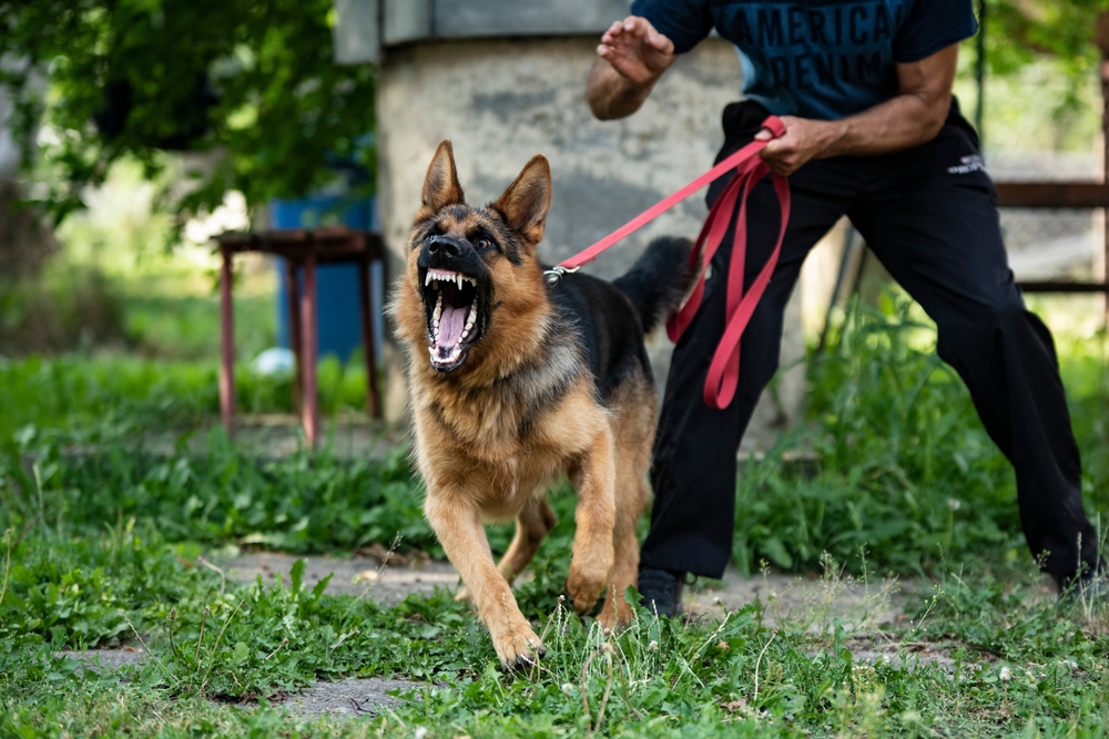 Overview of Wisconsin dog bite laws, including strict liability and victim rights after an attack.