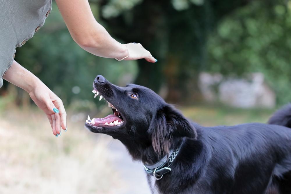 Dog bite incidents are increasing in Green Bay—here’s why it’s happening and legal insights to help protect you.