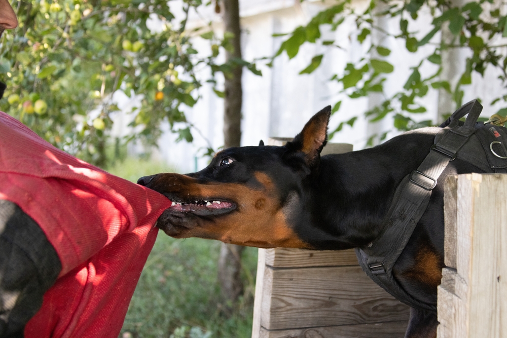 Dog Attacks