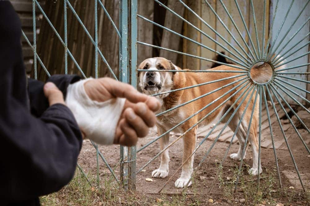 Why Dog Bites Can Be So Vicious