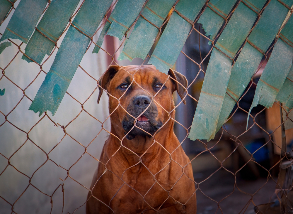 Dog behind fence